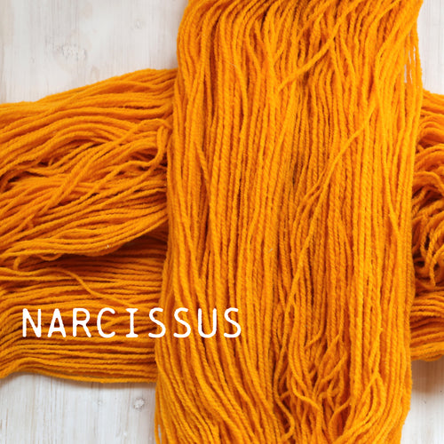 NARCISSUS - FORAGE WORSTED